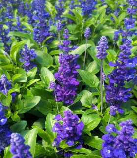 Salvia farinacea 'Sallyfun Deep Ocean'
